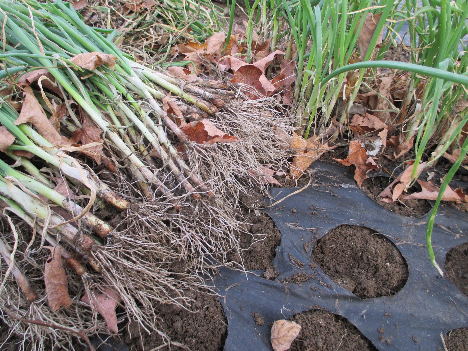 The Deliberate Agrarian Growing Onion Sets(An Ongoing Experiment)