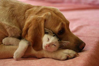 Cat and dog