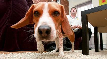 コーギーと英字新聞 ビーグル探偵犬アメリカで活躍 世界の働く犬たち