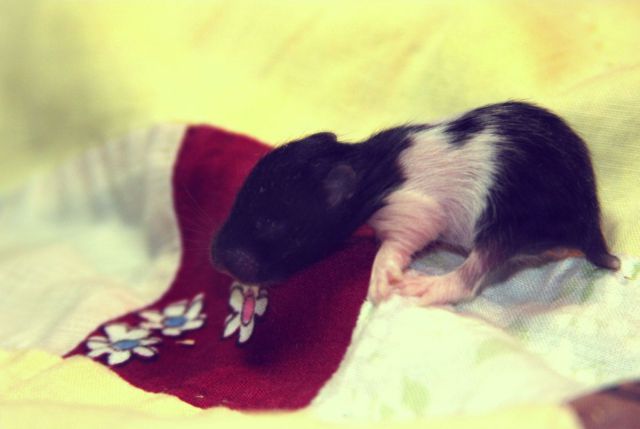 All+Type+Of+Funny+Animals+Photos+%25283%2529 All+Type+Of+Funny+Animals+Photos+%25283%2529