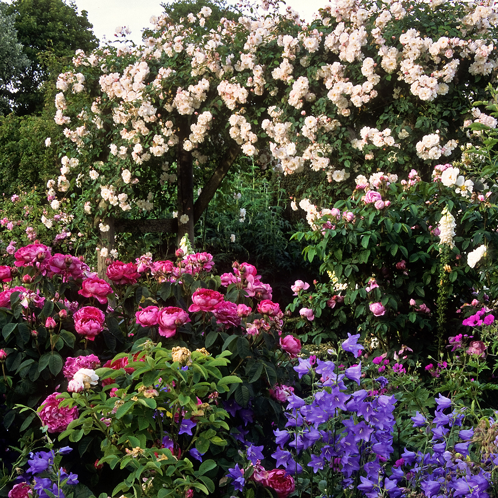 loveisspeed....... Spring Roses...