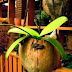 Unique Creations of Coconut Dry Pot