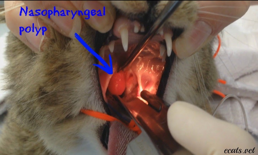 Exclusively Cats Veterinary Hospital Blog Chronic Nasal Discharge in Cats
