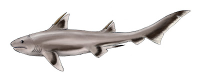 Hybodus