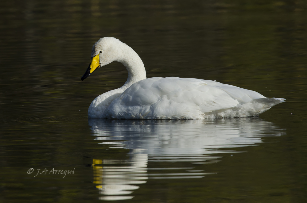 Cisne cantor, Cygnus cygnus, Whooper Swan Cisne cantor, Cygnus cygnus, Whooper Swan