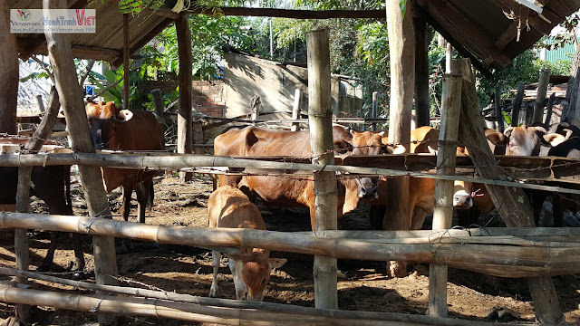 Tham quan làng M'nong trên hồ Lak