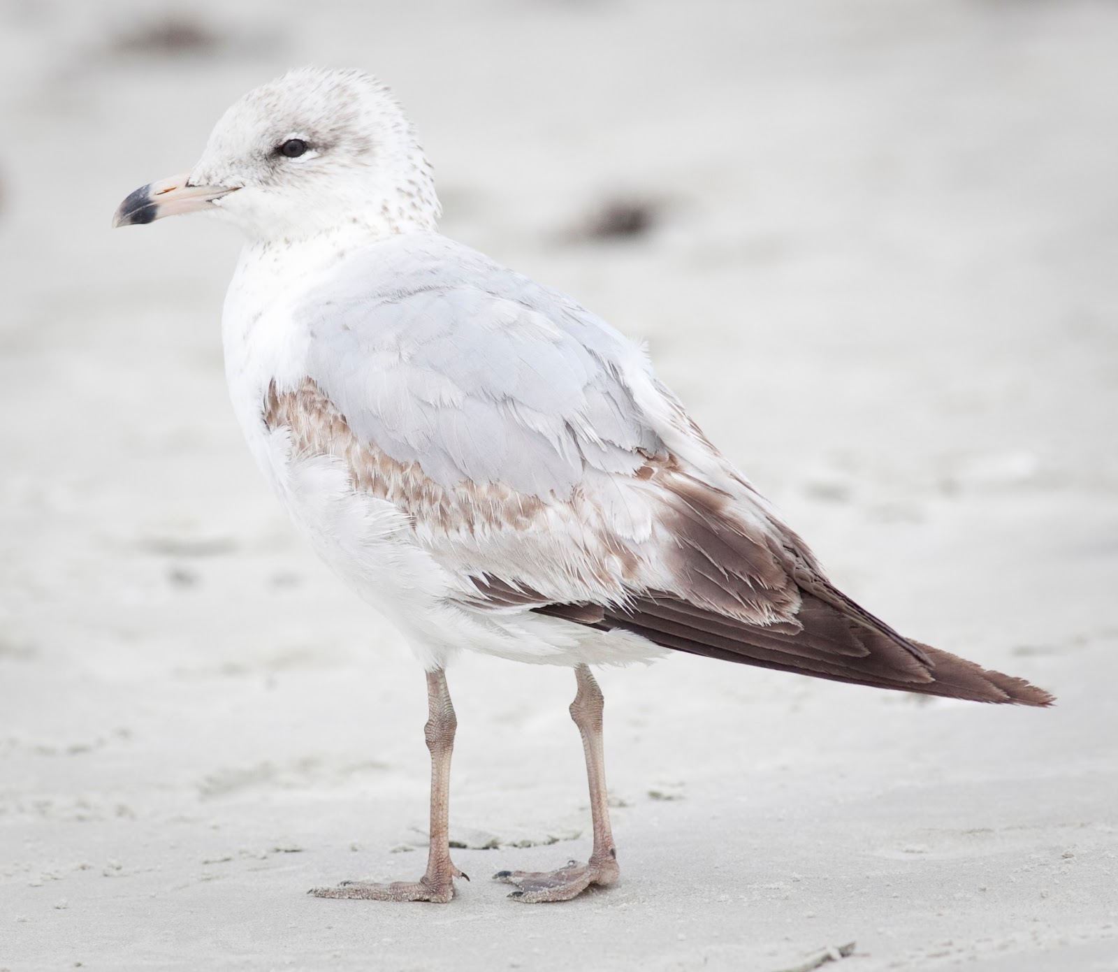 Juvenile seagull near Jacksonville, Florida. Help with species? r