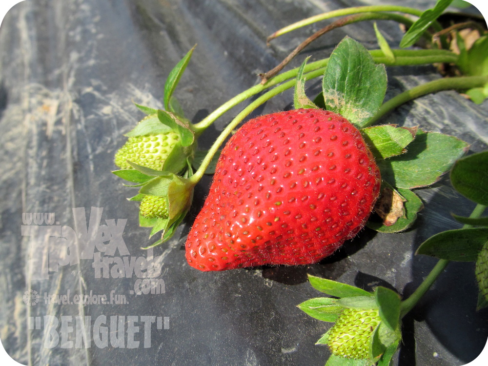 Strawberry Fields in the Philippines? Head to Benguet Travex Travels