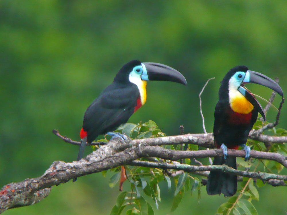 Two_Toucans.jpg