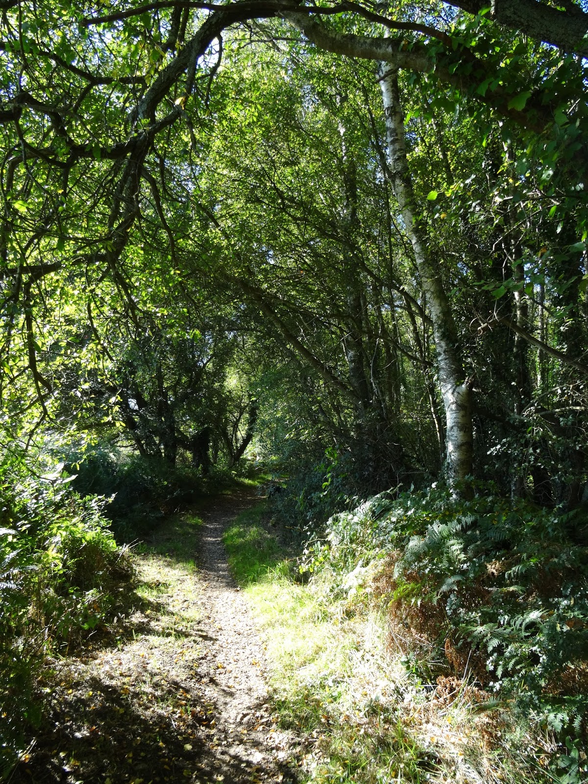Another day, another walk Verwood to Horton common.
