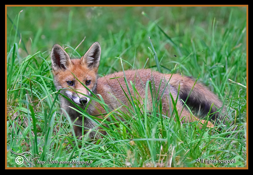 Vulpes vulpes - http://1000-pattes.blogspot.com/
