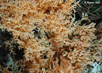 Madrepora oculata
