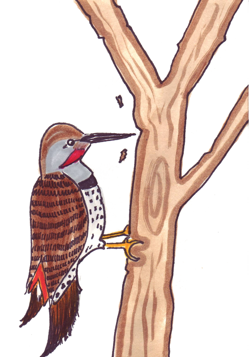 ForgetMeNot: Birds woodpeckers
