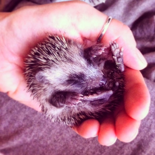 Small Animal Talk What does a baby hedgehog look like?