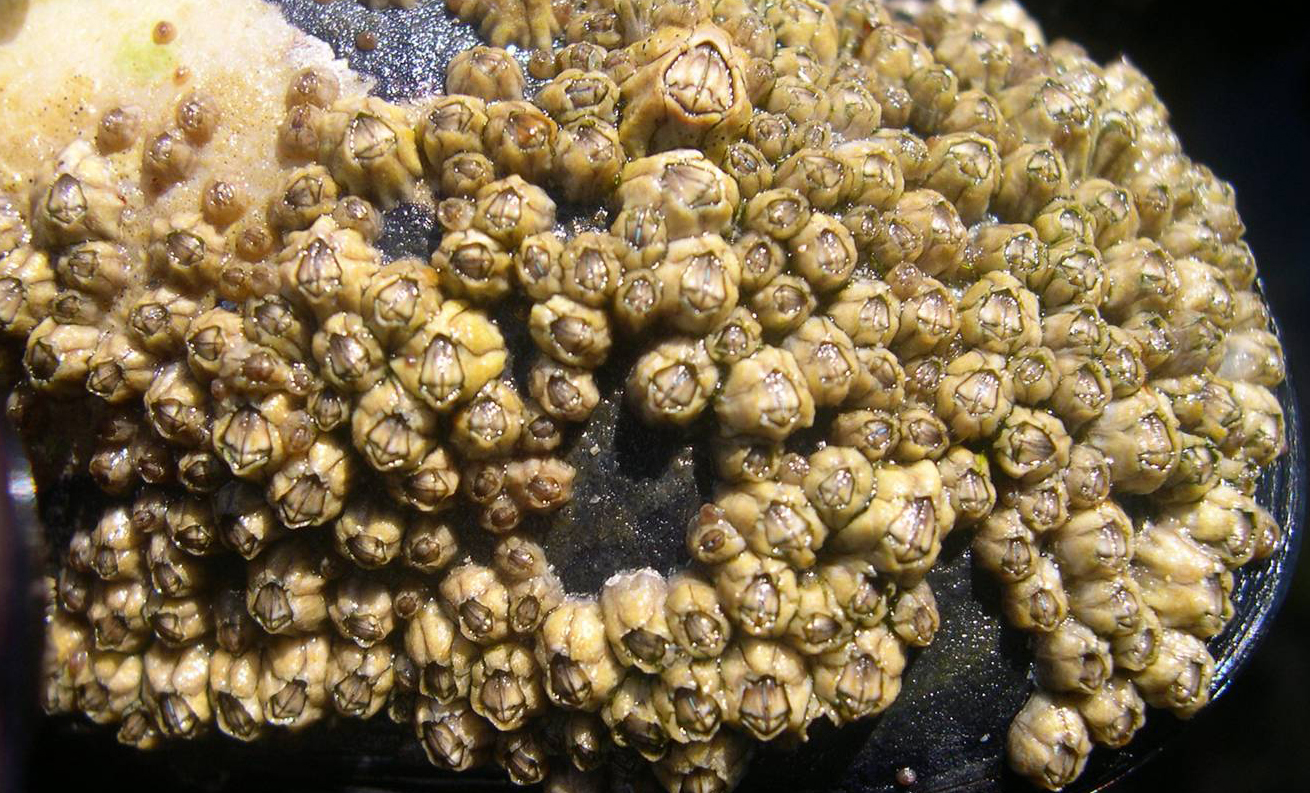 CURIOSIDADES CIENTÍFICAS Percebes y Balanos