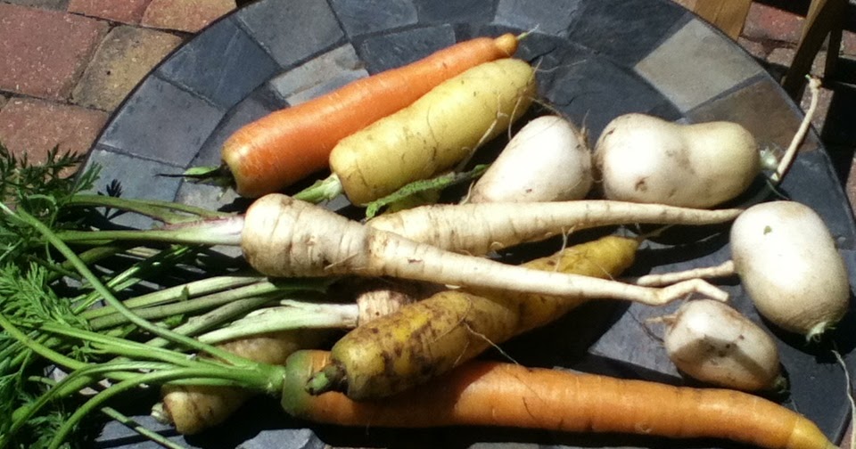 Gardening in Central Florida Parsnips, carrots, & turnips