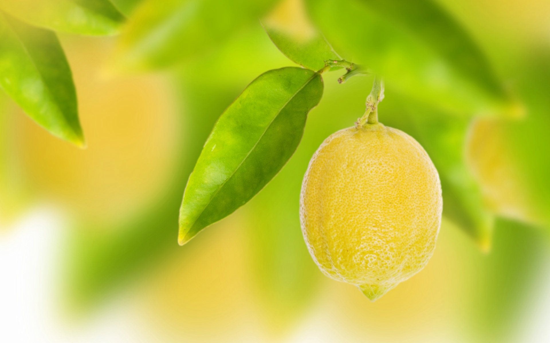http://2.bp.blogspot.com/-t_ZvALZyrlE/UY5sbwIne3I/AAAAAAAAT08/kj463pxEQqY/s1920/hanging-lemon-wallpapers.jpg