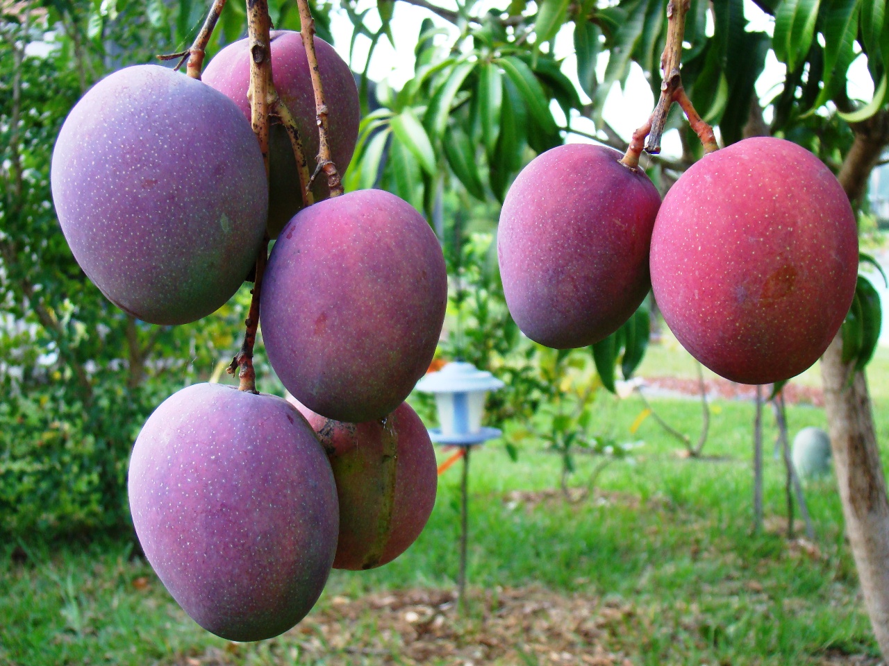 The PRODUCE BLOG by Rick Chong how to buy fresh fruit and vegetables...