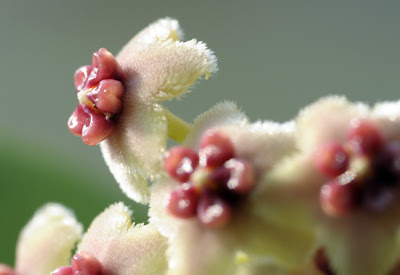 Hoya kerrii blossoms