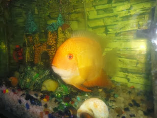 severum fish aquarium severum fish aquarium
