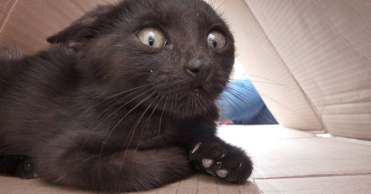 Funny Cats Scaredy Cat