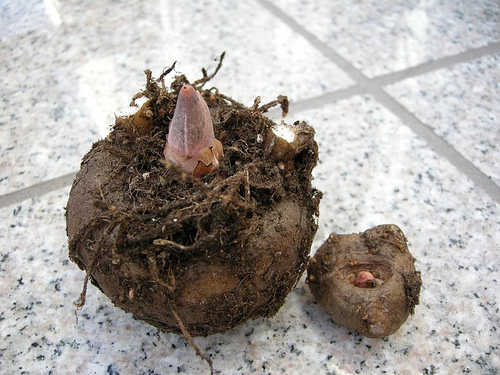 Amorphophallus Konjac Plant