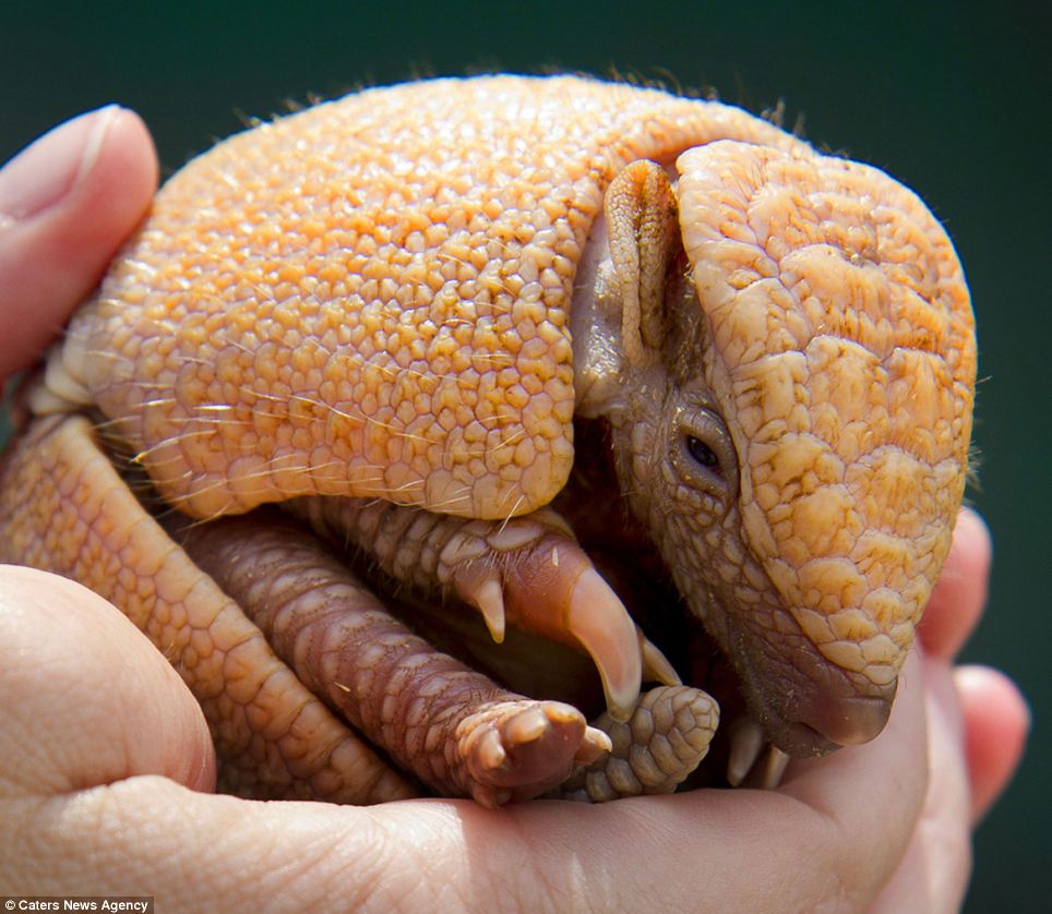 adult armadillo adult armadillo