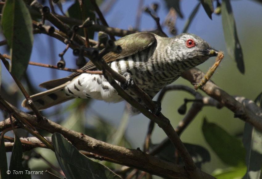 Birds eating worms, bugs and other grubs Animals eating Animals