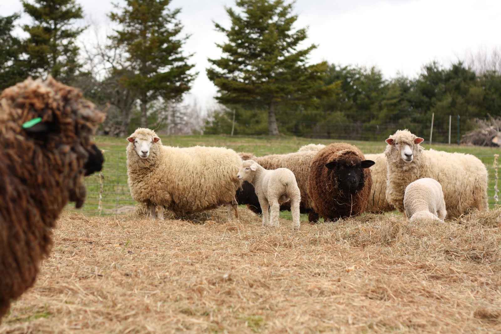Cake Sheep Go To Heaven Free Mp Download Cake Sheep Go To Heaven Free Mp Download