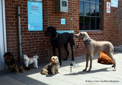 Dog waiting area at Brick Works, Toronto