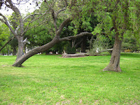 Trees Park Prado Uruguay photos