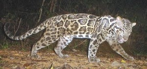 Planet Predator Borneo Clouded Leopard Macan Dahan Kalimantan