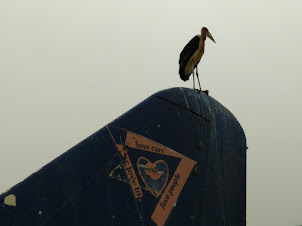 A Maribou crane sitting on the tail of  the historic " Air France 139 " scrap plane.