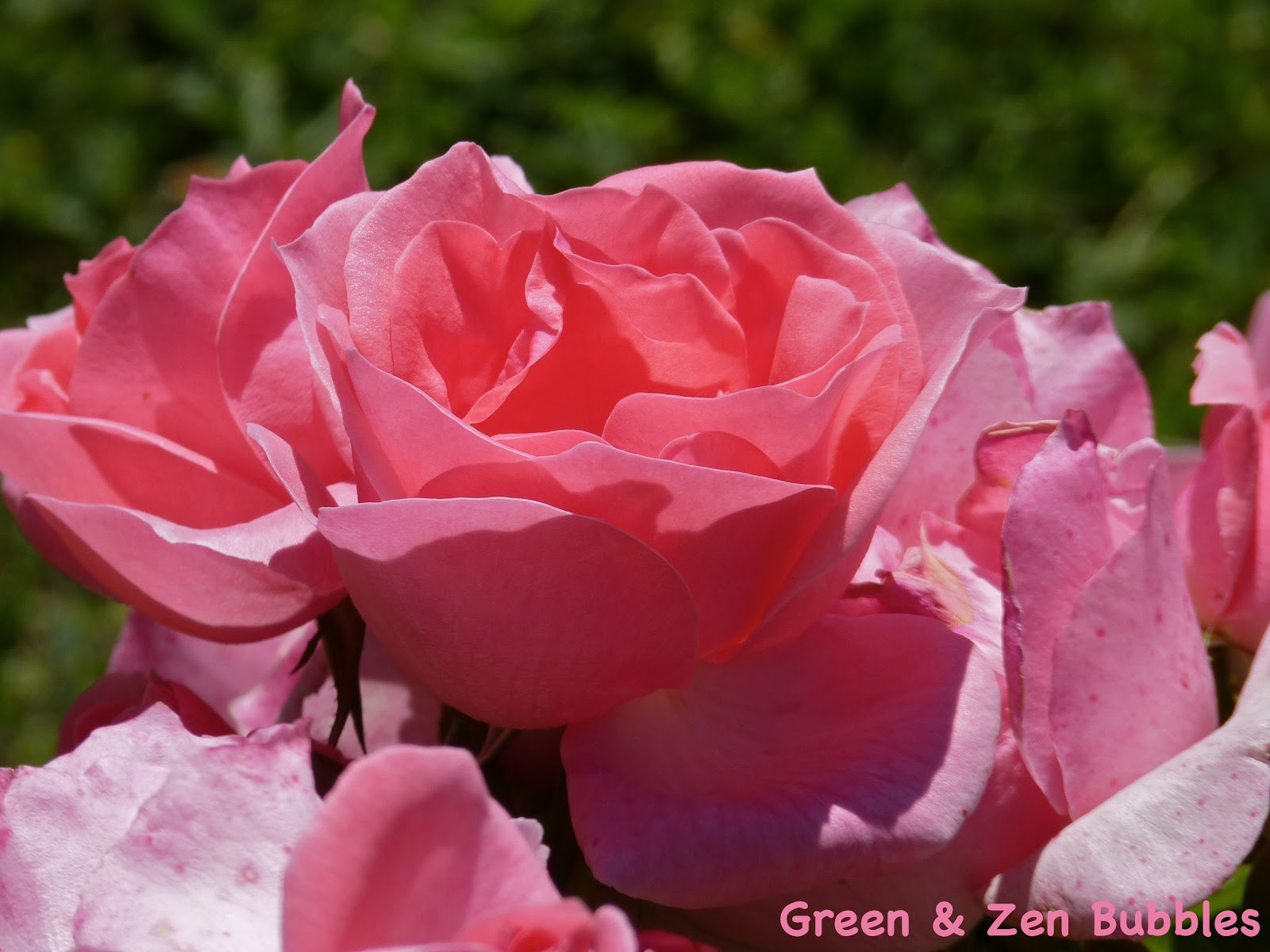 Quand Les Fleurs Se Mettent A Parler Big Farm Forum