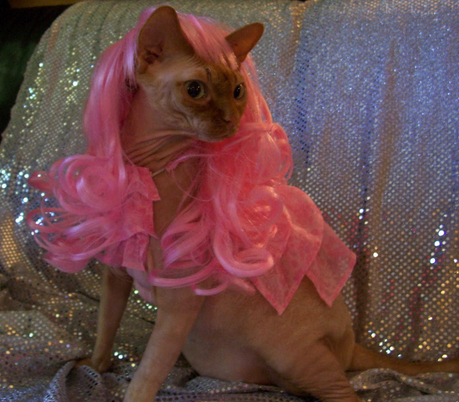 1000+ images about Weird Looking Animals on Pinterest