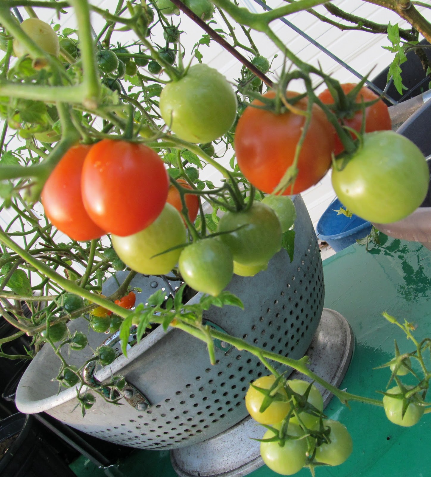 Cooking in the Florida Heat