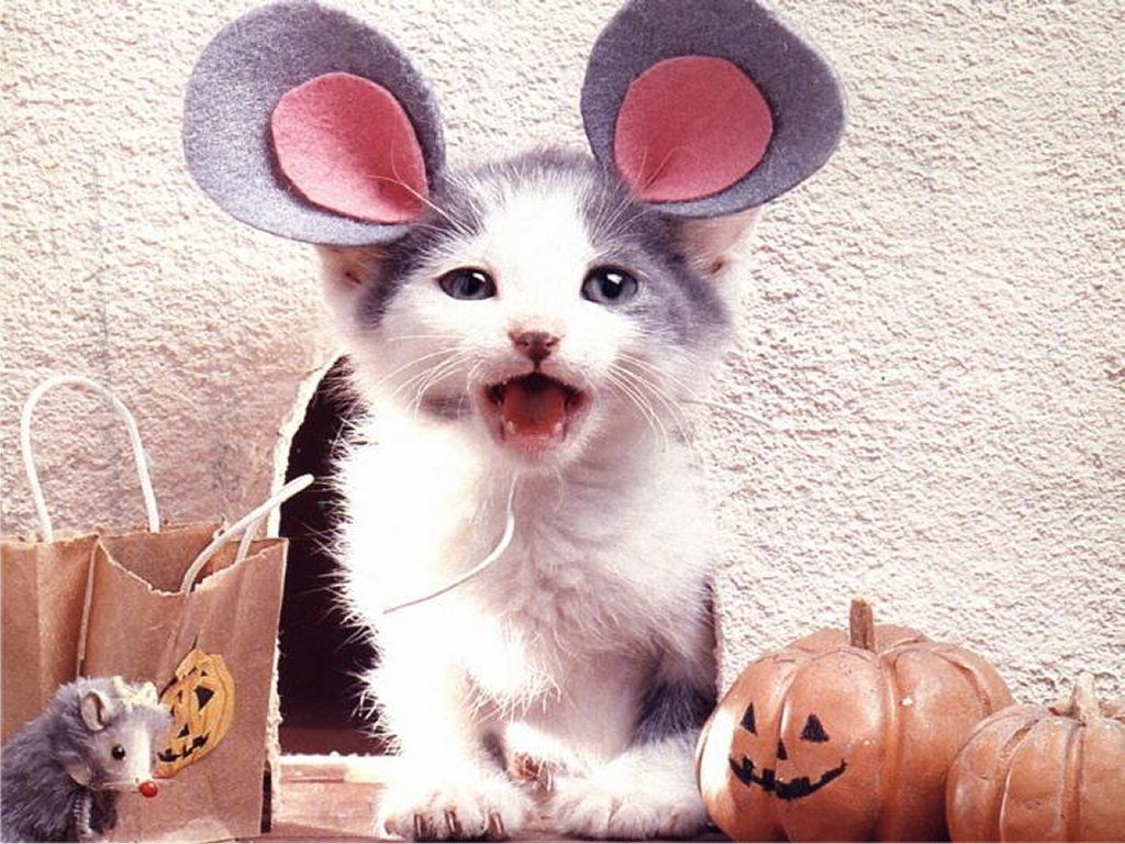 Funny-Cats-Costumes-9.jpg