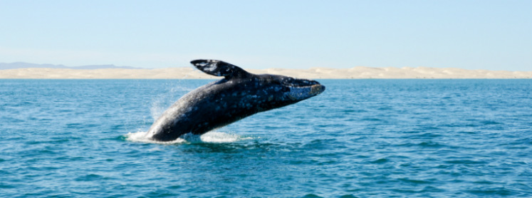 Catalina Island Flyer: Whale Watching Catalina Island