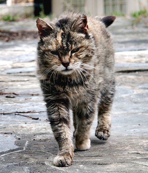 Exclusively Cats Veterinary Hospital Blog I found a....feral? Stray