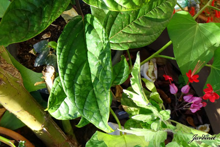 Folhagem do Coração-sangrento Atrai beija-flores