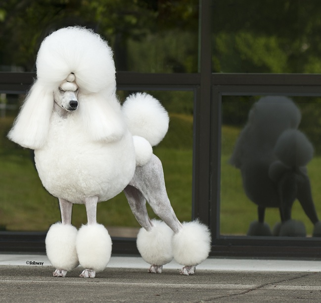 Brighton Lakeridge Encore