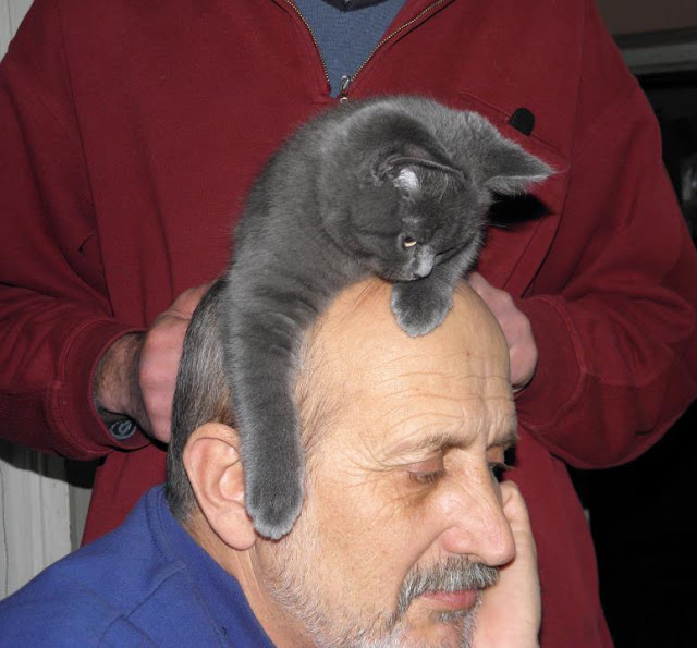 Cat Hat Richie from Ukraine