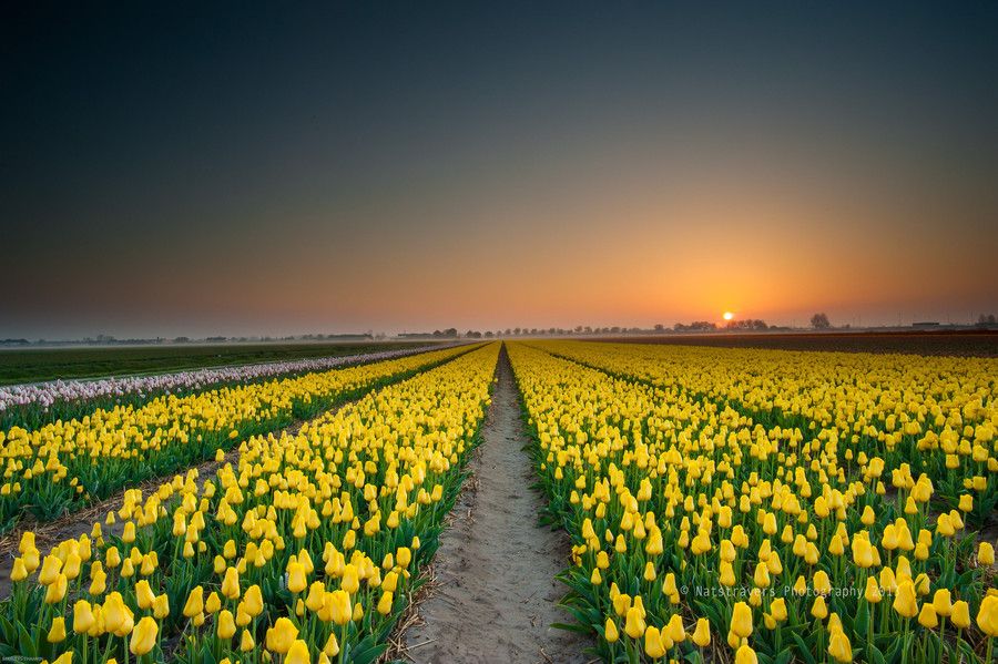 17. Sunrise at Lisse 5th of may 2013 by Nathalie Stravers 17. Sunrise at Lisse 5th of may 2013 by Nathalie Stravers