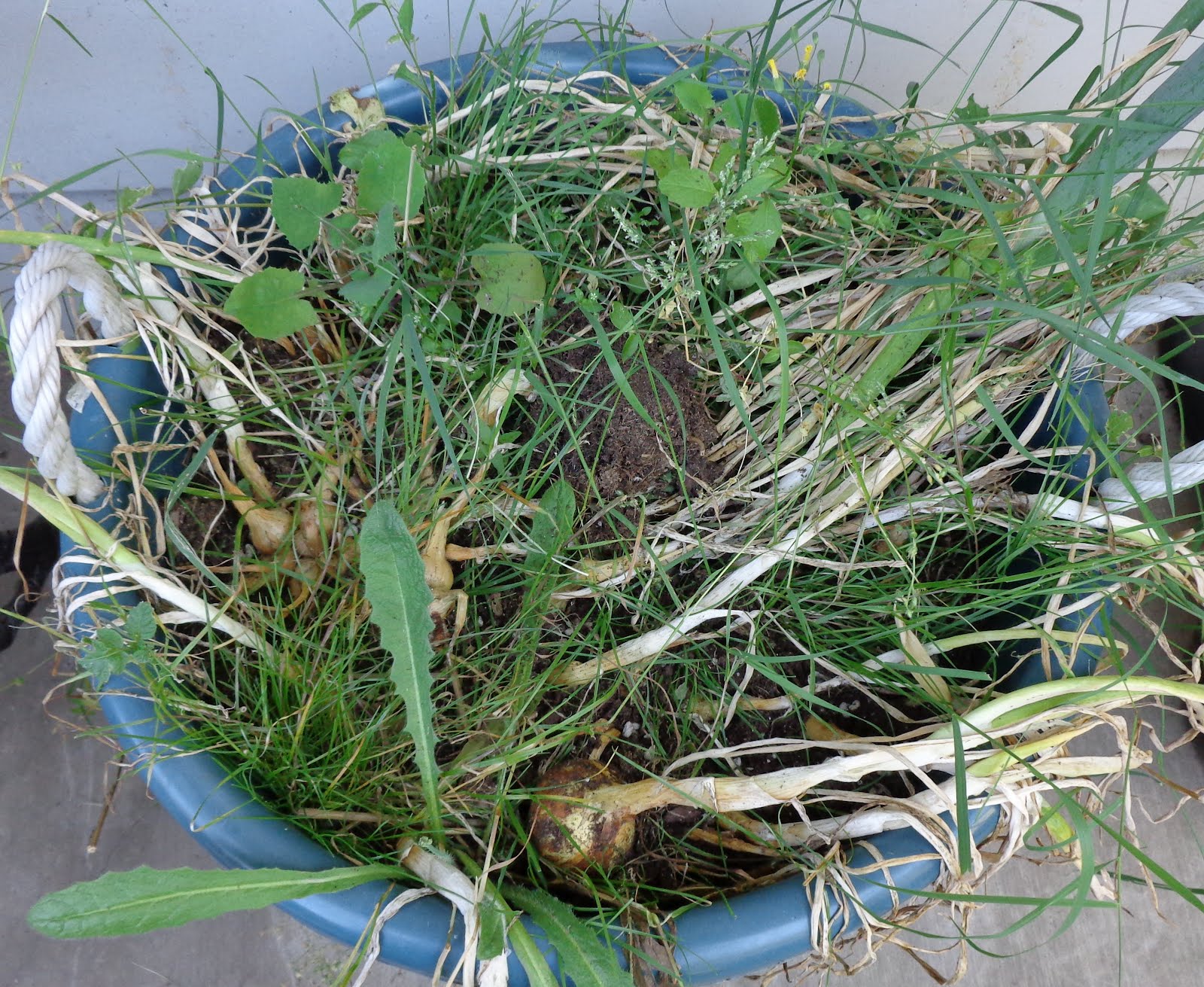 Growing Greener in the Pacific Northwest Onions, Garlic in Containers