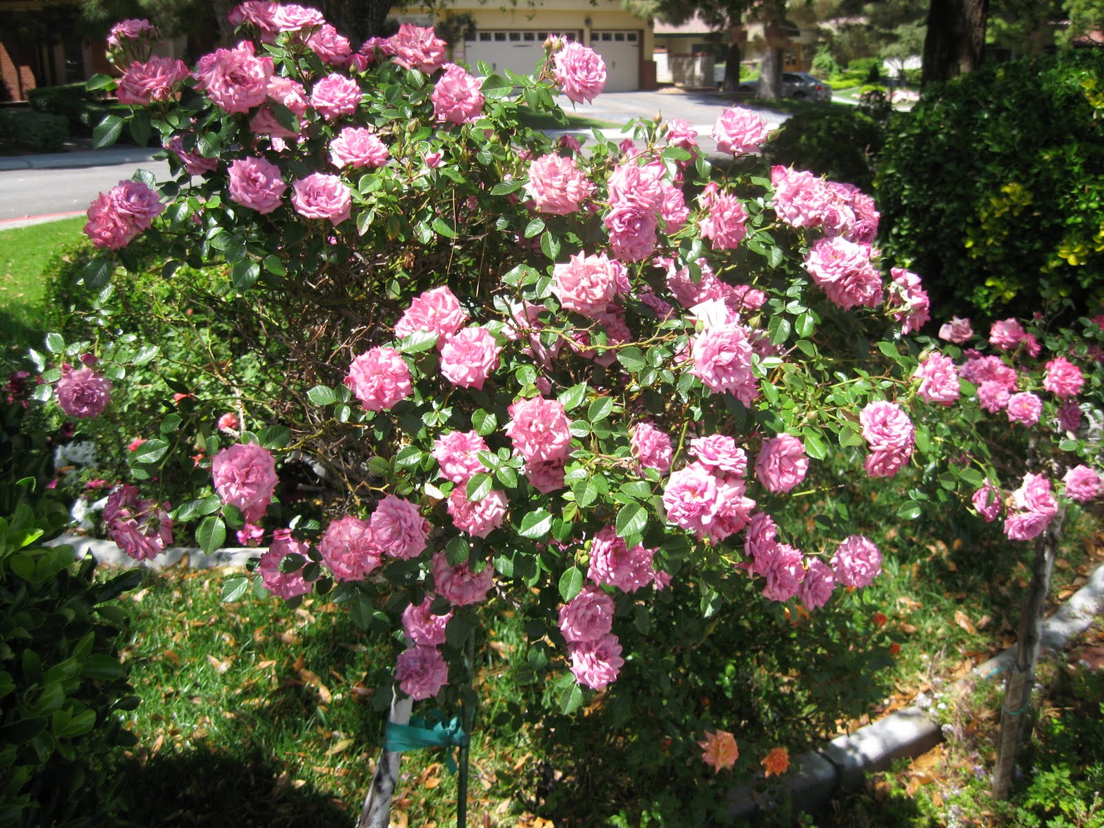 Roses Garden - Wendys Hat