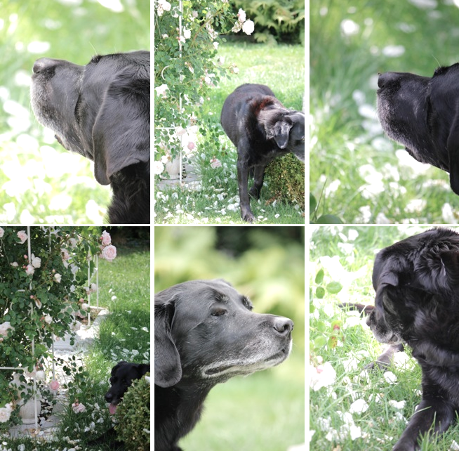 Fundstucke Vom Flohmarkt Sonnige Grusse Aus Koln Minza Will Sommer