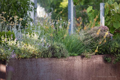 Corten-Stahl Pflanztrog bepflanzt mit Bux, Stauden, Kräutern und Heilpflanzen