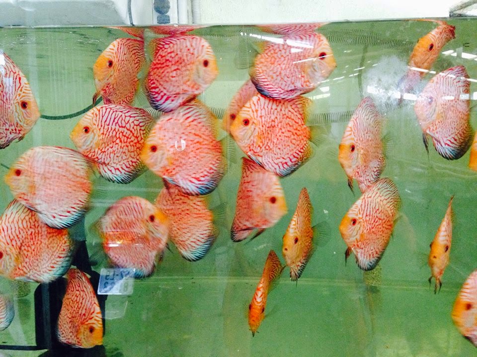 Red pigeon discus 3.5 inches