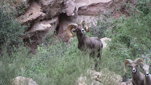 Arizona%2BDesert%2BBighorn%2BSheep%2BApplications%2Bwith%2BJay%2BScott%2BOutdoors%2Band%2BColburn%2Band%2BScott%2BOutfitters%2B3.JPG