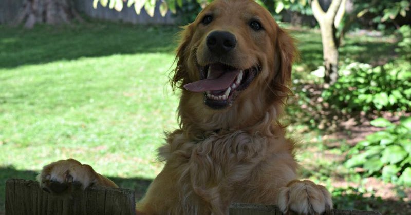 grrowls golden retriever rescue pawsome pet of the week the golden retriever pawsitively pets grrowls golden retriever rescue pawsome pet of the week the golden retriever pawsitively pets